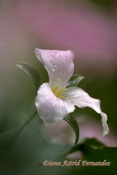 White-Trillium-with-a-hint-of-pink